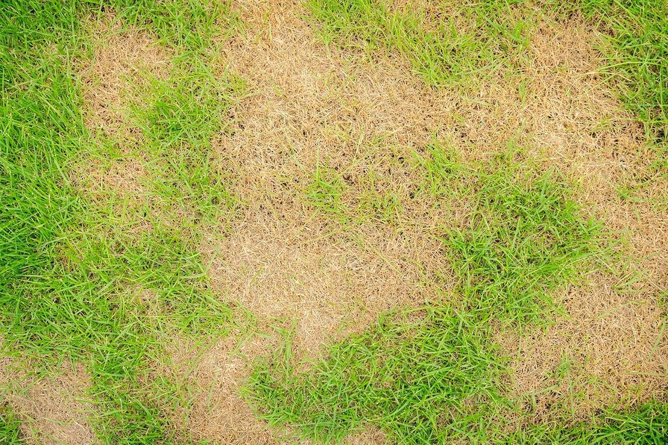 Fungicide & Turf-Damaging Insect Control Program